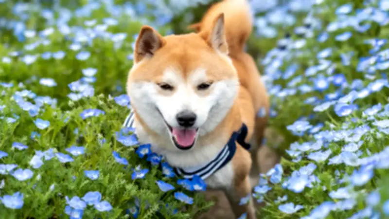 Asthma beim Hund: Ursachen erkennen und Symptome richtig deuten