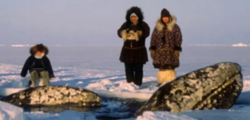 Aus 16 Tonnen Walfleisch entstanden 1600 Liter Öl und 4000 Kilo Tiermehl