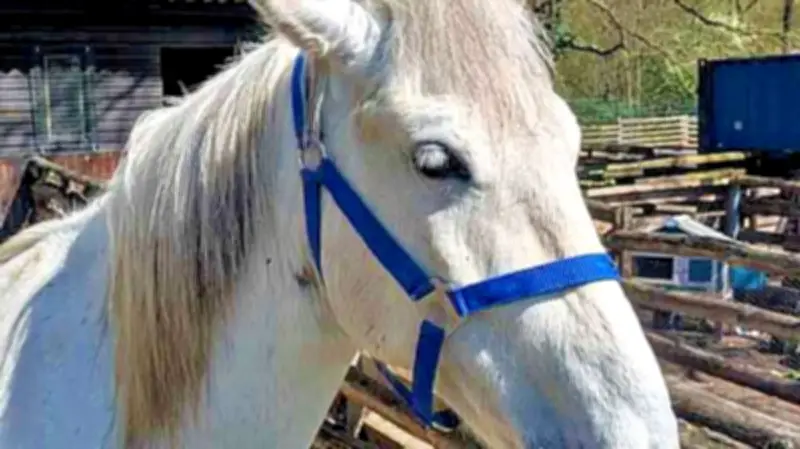 Ausgerissene Stute an A9 gefunden: Pferd nach 16 Kilometern zurück bei Besitzer