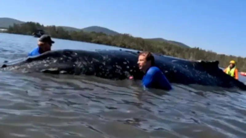 Australien zeigt effiziente Wal-Rettung: Tier nach 24 Stunden befreit und stabil