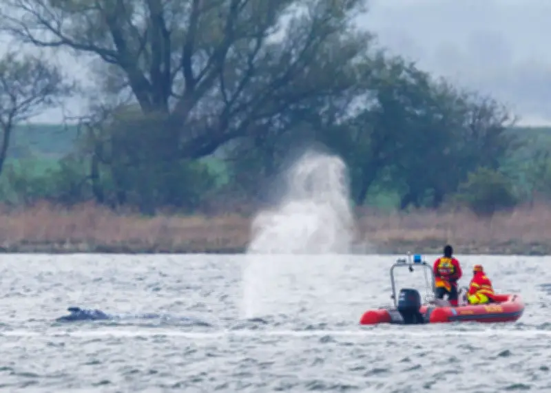 Backhaus zum Wal in der Ostsee: Wetterumschwung bringt Rettungschance für gestrandeten Meeressäuger