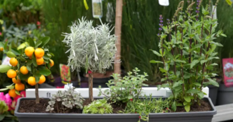 Balkonbepflanzung: Experte verrät Tipps für eine grüne Oase ohne grünen Daumen