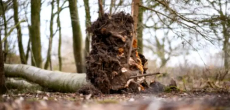 Baumexperte warnt: Bei hörbarem Windpfeifen nicht mehr in den Wald gehen
