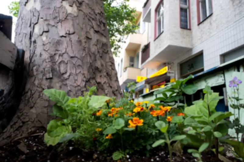 Baumscheiben bepflanzen und bewässern: Tipps für grüne Oasen in der Stadt