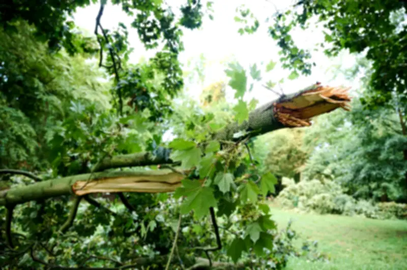 Baumsicherheit in Berlin und Brandenburg: Wer kontrolliert und wie gefährlich sind umstürzende Bäume?