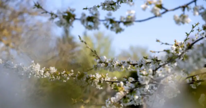 Bayerische Frühlingswärme: Bis zu 22 Grad und Sonne satt in Sicht