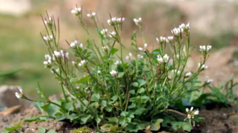 Behaartes Schaumkraut: Unscheinbare Gartenpflanze mit heilender Kraft und kulinarischem Potenzial