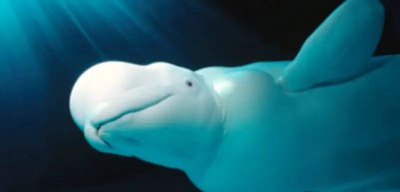 Belugawal in der Flensburger Förde gesichtet: Seltene Ostsee-Sichtung sorgt für Aufsehen
