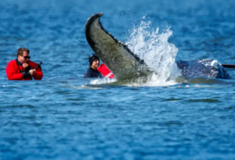 Berliner Band sorgt mit Wal-Song für Kontroversen
