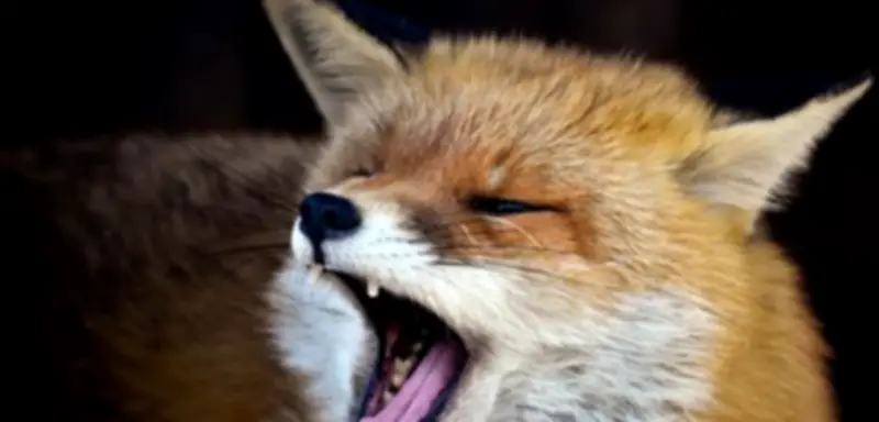 Berliner Behörde warnt vor aggressivem Fuchs in Reinickendorf nach Hundetötung