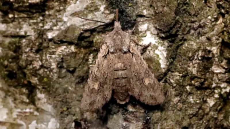 Bestens getarnt: Dieser ungewöhnliche Mitbewohner in Halle ist kein Vogel