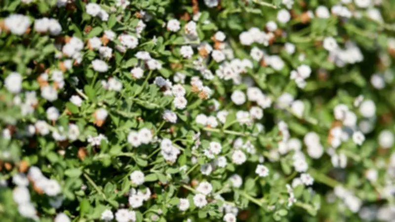 Betretbare Bodendecker als pflegeleichter Rasenersatz