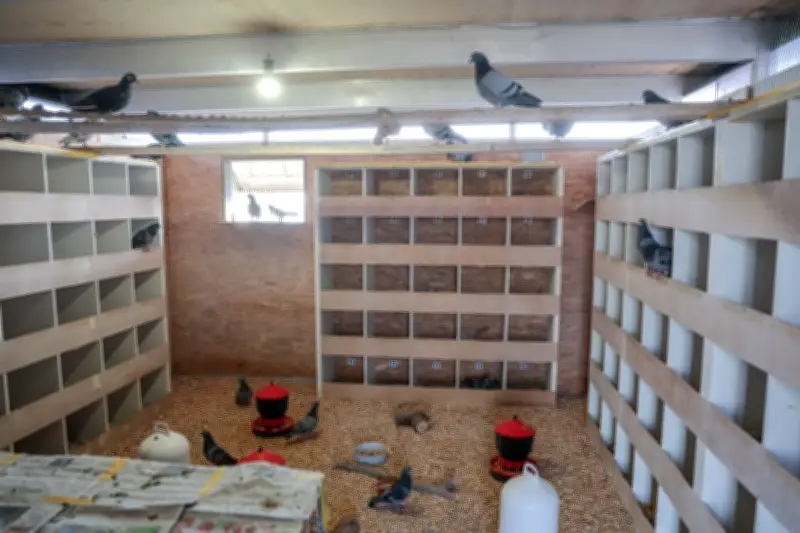 Betreute Taubenhäuser: Städte setzen auf tierfreundliche Populationskontrolle