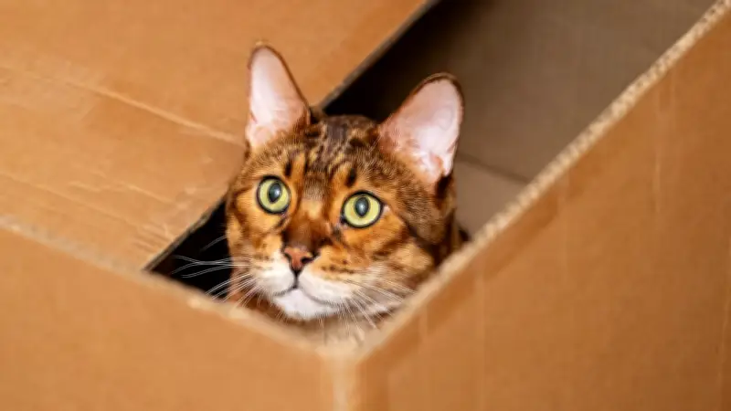 Bewährungsstrafe für Tierquäler: Mann schickte Katze als Paket nach Deutschland