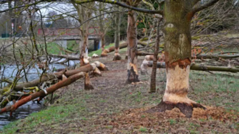 Biber-Familie in Thüringen: Fressanfall und Bauarbeiten am Tonndorfbach