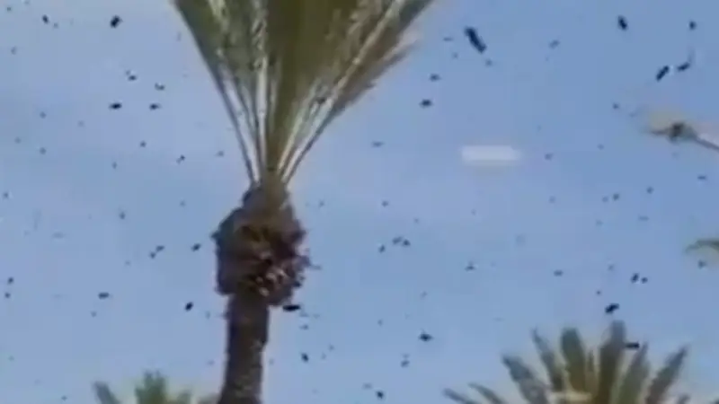 Bienen-Angriff in Israel: Zehntausende Insekten lösen Ausnahmezustand aus