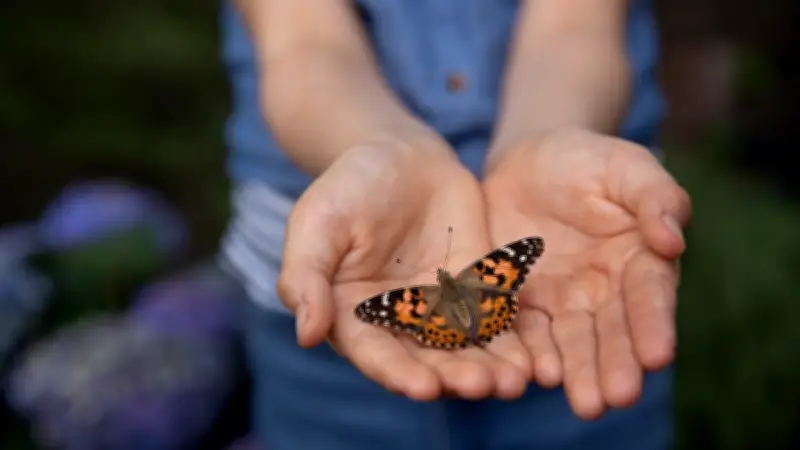 Biologin klärt auf: Sterben Schmetterlinge wirklich, wenn man sie berührt?