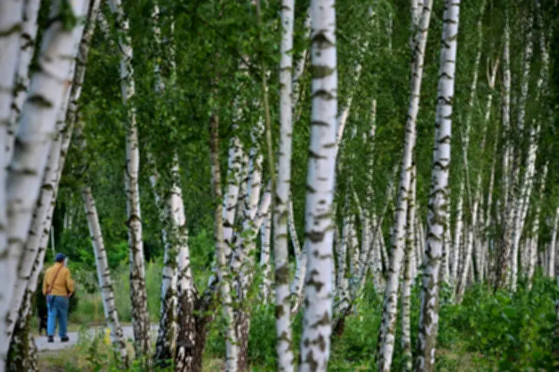 Birkenpollen-Alarm zu Ostern: Allergiker in Berlin und Brandenburg müssen mit starken Beschwerden rechnen