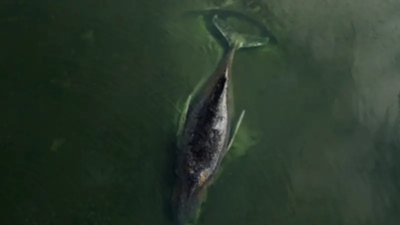Bitterlicher Walgesang: Timmy weinte die ganze Nacht – Emotionale Aufnahmen vor Poel