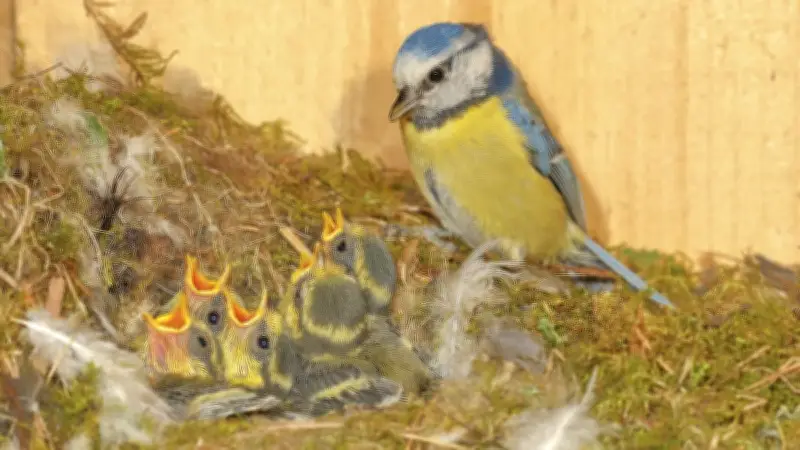 Blaumeisen nutzen Zigarettenstummel als Parasitenschutz in Nestern