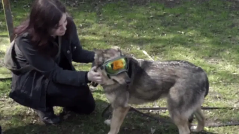 Blinde Hündin Zara findet nach einem Jahr im Tierheim endlich ein liebevolles Zuhause in Rostock