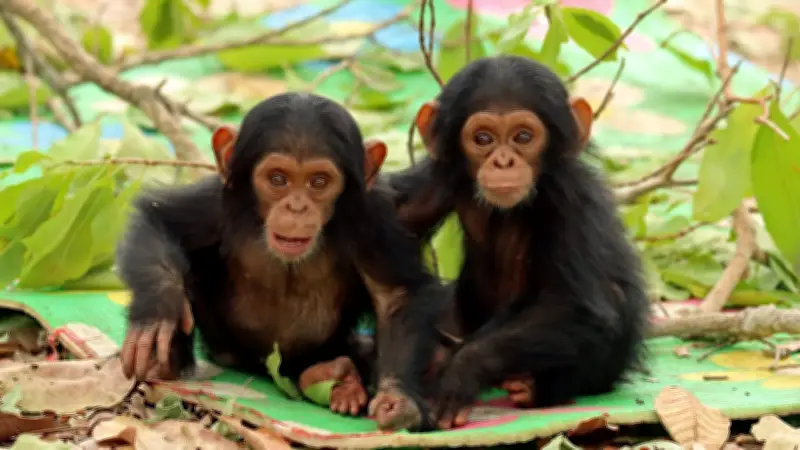 Blinder Schimpanse Nicky zeigt Zwillingen das Leben