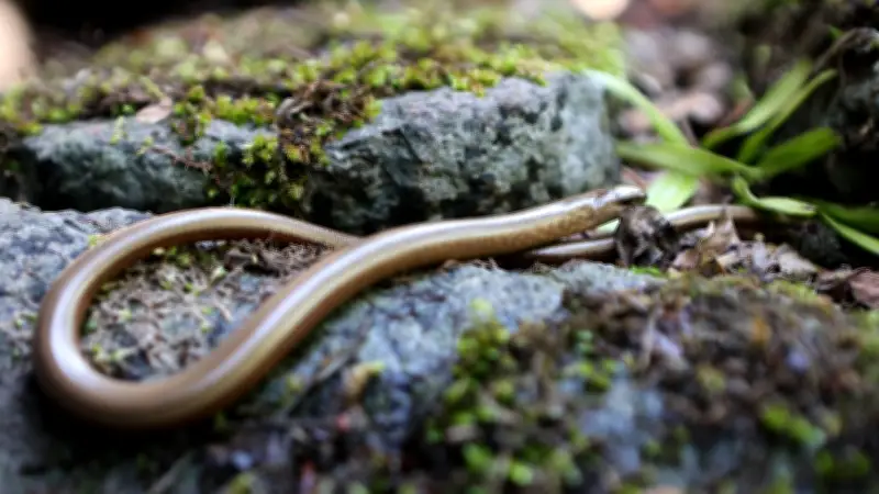 Blindschleiche ohne Schwanz im Garten entdeckt: Überlebenskünstler