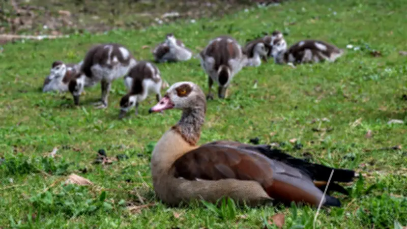 Boris Palmer fordert Abschuss von Nilgänsen: Keine Gnade für Küken zum Schutz heimischer Arten