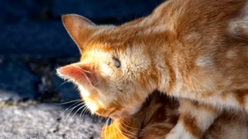 Borreliose-Gefahr für Katzen: Zeckenzeit erfordert erhöhte Vorsicht bei Haustieren