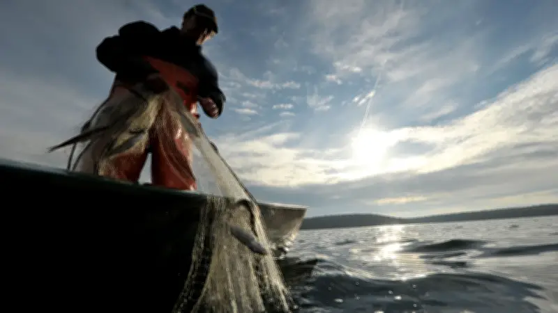 Brandenburgs einzigartige Fischarten akut vom Aussterben bedroht – Quietschbäuche in Gefahr