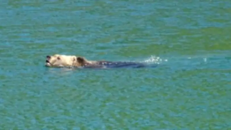 Braunbär schwimmt gelassen durch See auf Wanderer zu