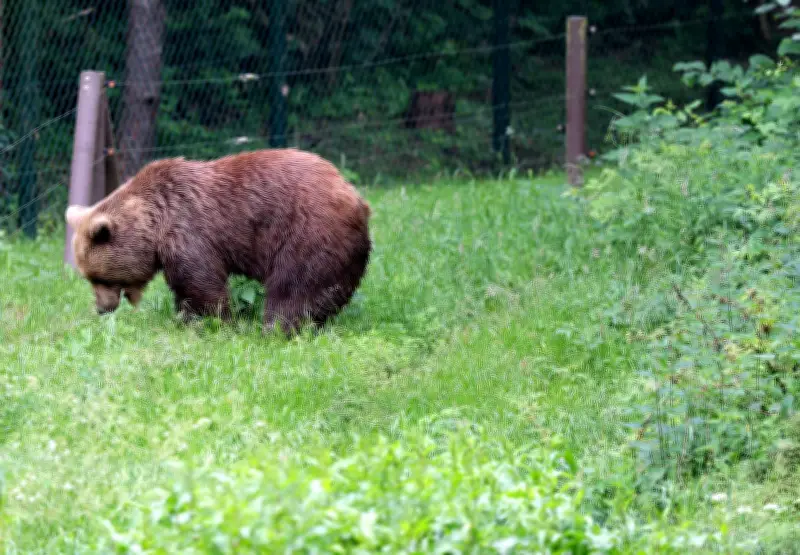 Braunbärin Ida aus Bärenwald Müritz von Leiden erlöst - Fortgeschrittene Arthrose machte Weiterleben unmöglich