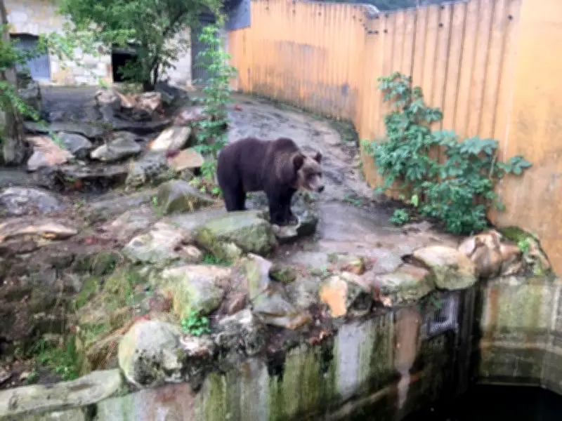 Braunbärin Teddy zieht nach Jahrzehnten im Tierpark in den Bärenwald Müritz um