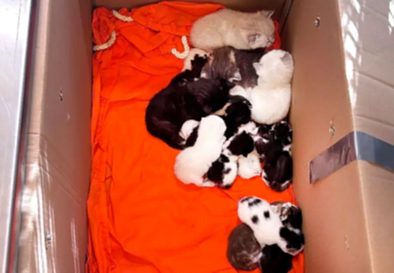 Bremen: Mann rettet 23 Katzen aus Kartons am Friedhofseingang