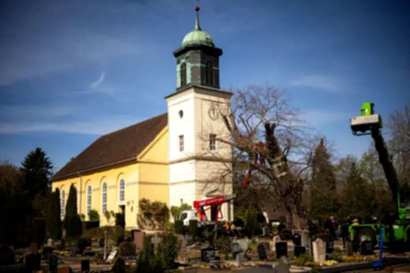 Bremens uralte Linde erhält Stützkorsett: 900-jähriger Baum wird gesichert