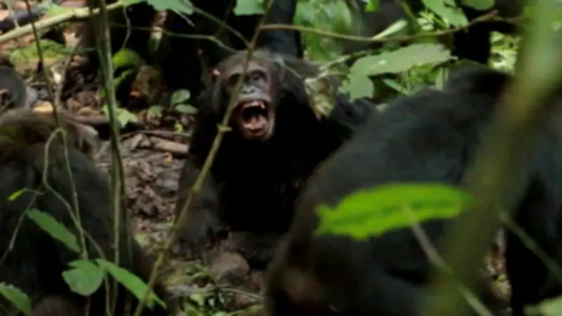 Bürgerkrieg unter Schimpansen in Uganda: Forscher dokumentieren tödliche Konflikte