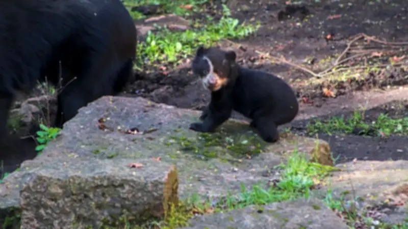 Brillenbär-Baby Enzo erobert Tierpark Berlin: Erste tapsige Schritte begeistern Besucher