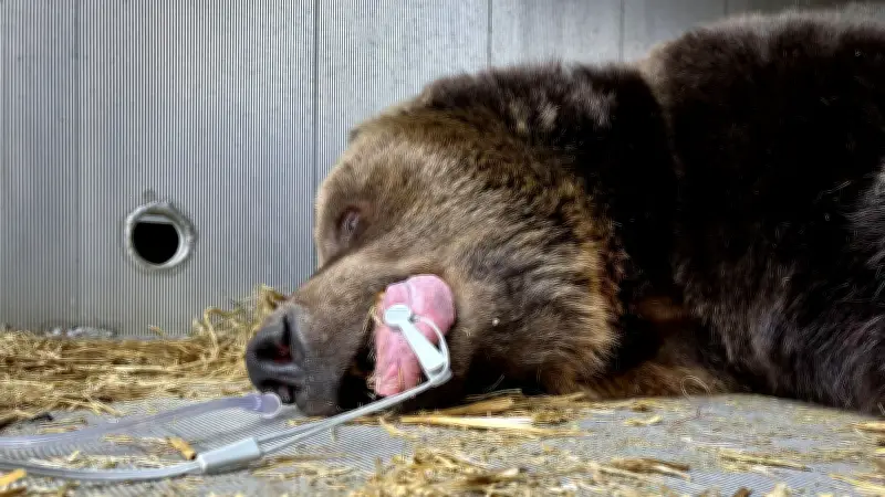 Bärin Teddy verlässt Tierpark Westerhausen: Narkose, Transport, Abschied