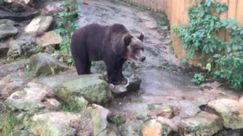 Bärin Teddy zieht nach 32 Jahren aus kleinem Gehege in den Bärenwald Müritz