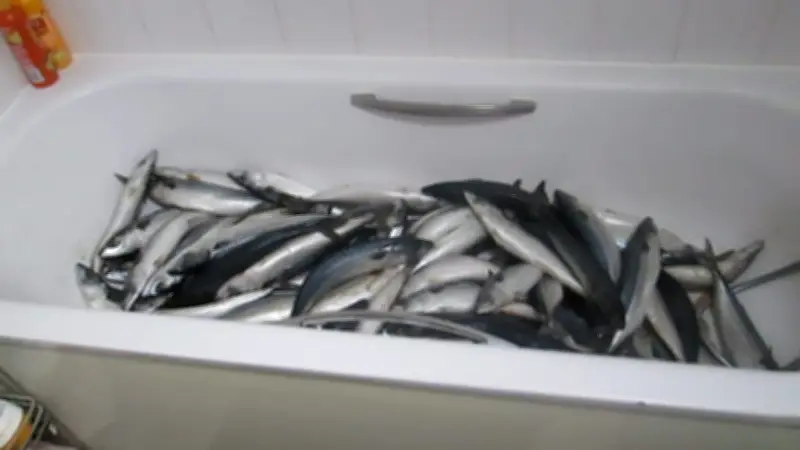 Brite verurteilt: Jahrelang Fisch aus der Badewanne an Supermärkte verkauft