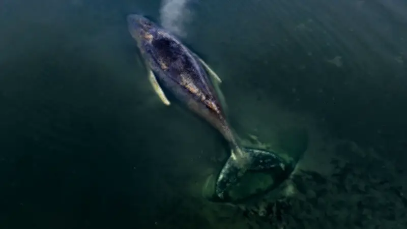 Buckelwal-Drama vor Poel: Warum das Leiden des gestrandeten Wals endlich beendet werden muss