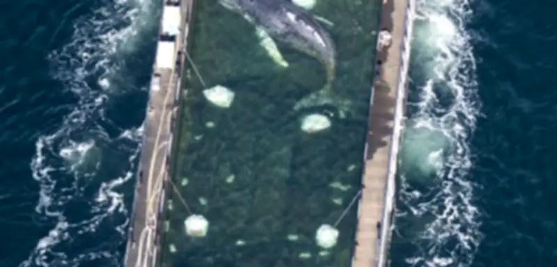 Buckelwal „Hope“ erreicht dänische Gewässer und singt