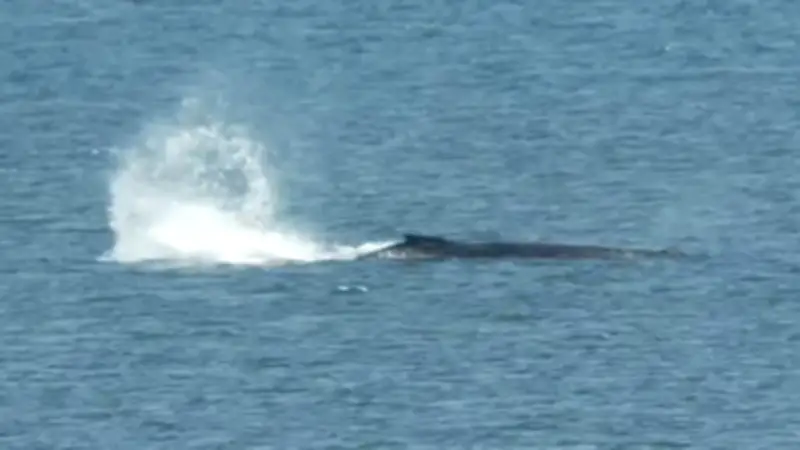 Buckelwal in Ostsee-Bucht kämpft ums Überleben: Bewegung Richtung Freiheit?