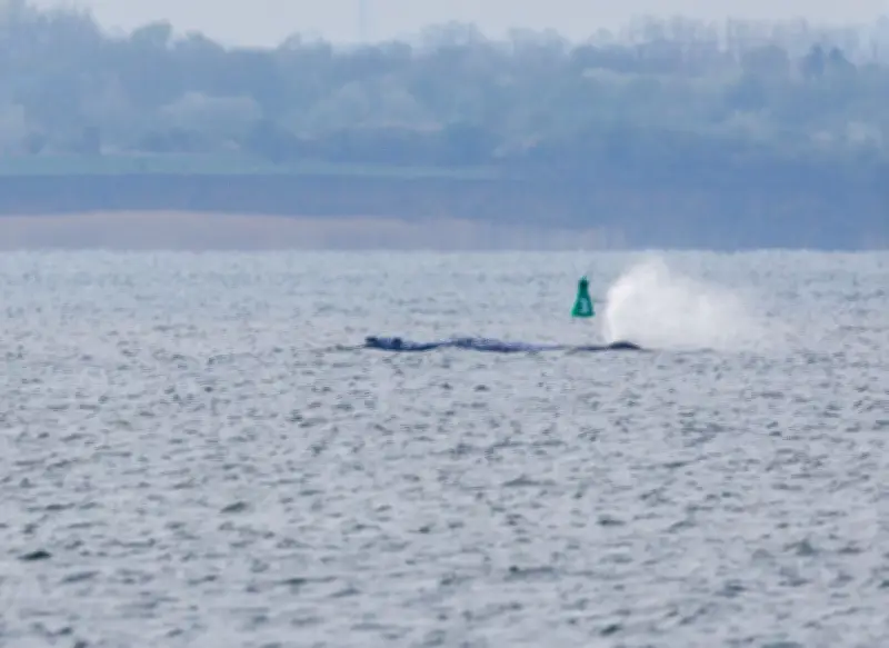 Buckelwal in Ostsee-Bucht: Rettungsversuche zeigen erste Erfolge