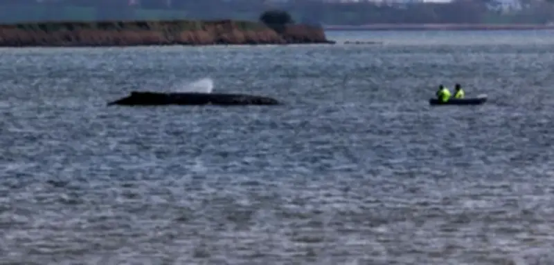 Buckelwal in Ostsee vor Wismar kämpft weiter ums Überleben