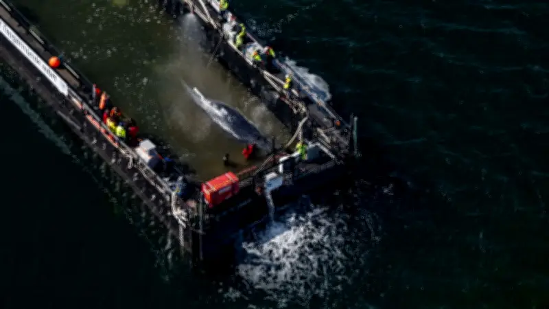 Buckelwal-Rettung: Experten warnen vor Trugschluss – Überleben unwahrscheinlich