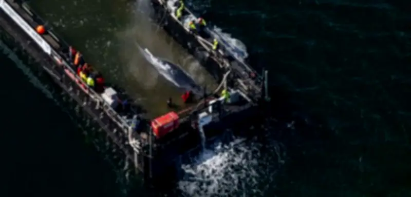 Buckelwal-Rettung vor Poel: Helfer zeigen Kritikern die Stirn