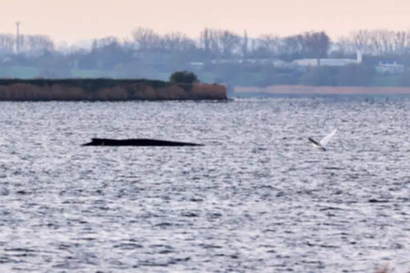 Buckelwal Timmy an Ostseeküste: Überlebt weitere Nacht, Rettung bleibt ausgeschlossen