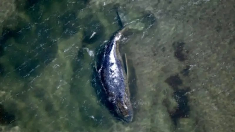 Buckelwal Timmy: Heute entscheidet sich seine Rettung