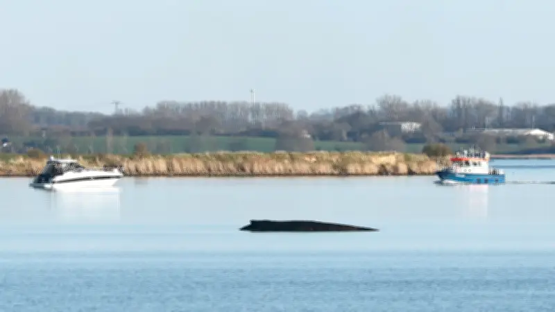 Buckelwal Timmy in kritischem Zustand: Experten kämpfen um sein Überleben